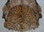 Pair of Cheetah Print Louis XVI Style Bergere Chairs For Sale - Image 12 of 18