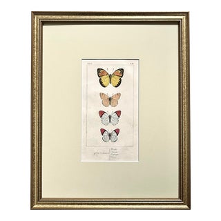 Antique Original French Butterfly Print Hand Color Paris 1835 by Lucas For Sale
