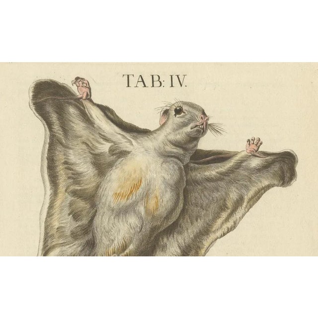 Seligmann, Flying Squirrels, 1762, Original Hand-Colored Engraving For Sale - Image 3 of 10