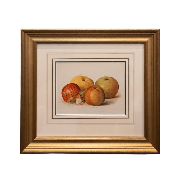 A set of six chromolithographs of fruit by May Rivers (1862–1939) from The Fruit Grower’s Guide. Authored by John Wright,...