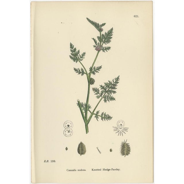 1900 - 1909 Sowerby, British Hedge-Parsley, Hand-Colored Engravings, 1902, Set of 2 For Sale - Image 5 of 10