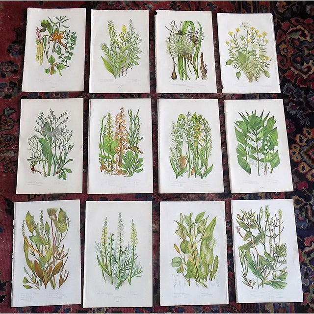 Authentic Antique 19th Century Botanical Lithographs - Set of 12 For Sale In Cincinnati - Image 6 of 6