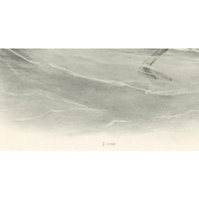 Early 20th Century After Lilian Medland, Red-Breasted Merganser, 1909, Print For Sale - Image 5 of 9