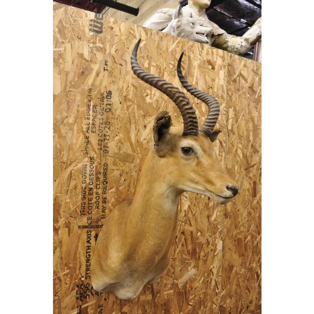 Vintage African Impala Shoulder Mount Wall Taxidermy. Circa Mid 20th Century. Measurements (Overall): 40" H x 13" W x 23"...