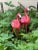 Pink Flamingos Garden Sculltures For Sale - Image 4 of 4
