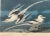 Audubon's Watercolors Octavo Pl. 262, White-tailed Tropic Bird Reproduction Print. This vintage print is a re-creation of...