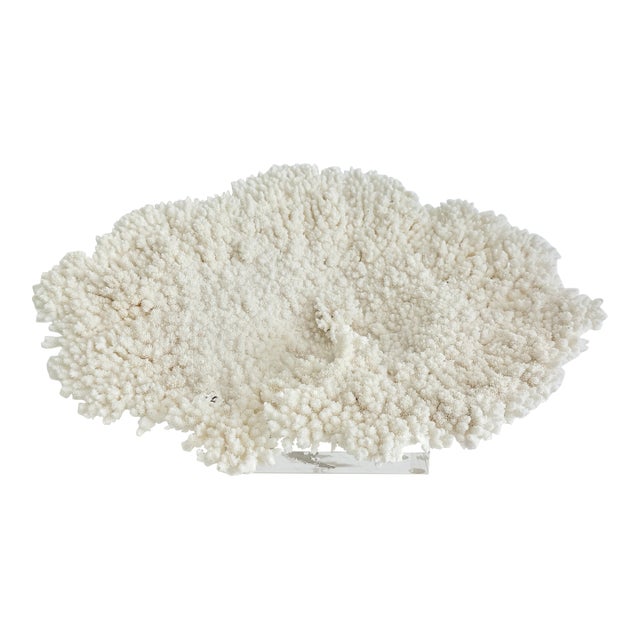 Natural Table Coral on Acrylic Base For Sale