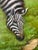 Wood Vintage Original Zebra Oil Painting in Gilt Frame - Mother and Child Scene For Sale - Image 7 of 8