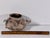 Casas Grandes Paquime Zoomorphic Pottery Effigy Vessel For Sale - Image 12 of 14