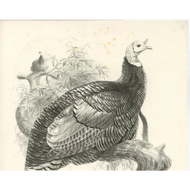 After J. Wolf, Bird Illustration of a Mexican Turkey, 1868, Print For Sale - Image 3 of 8