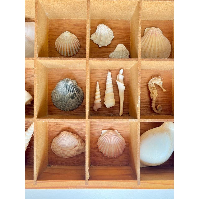 Pair Vintage Folk Art Shadow Boxes With Seashell Collection Coastal Boho Chic For Sale - Image 16 of 18