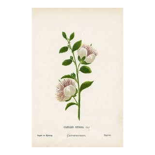 Antique Botanical Print, Caper, 1870s, Holy Land Wildflowers, Original Lithograph, England For Sale