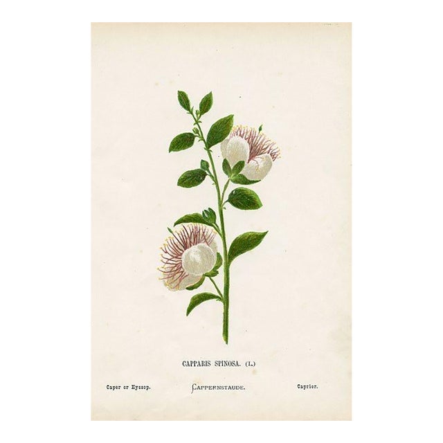 Antique Botanical Print, Caper, 1870s, Holy Land Wildflowers, Original Lithograph, England For Sale