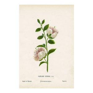 Antique Botanical Print, Caper, 1870s, Holy Land Wildflowers, Original Lithograph, England