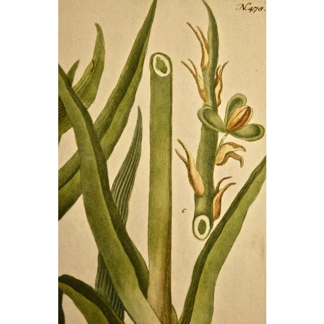 Realism Weinmann 18th Century Hand Colored Botanical Engraving "Ephemerum Virginianum", 1736 For Sale - Image 3 of 5