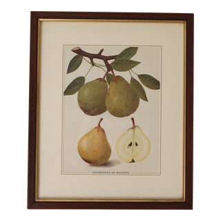 Framed Botanical Print of a Pear For Sale