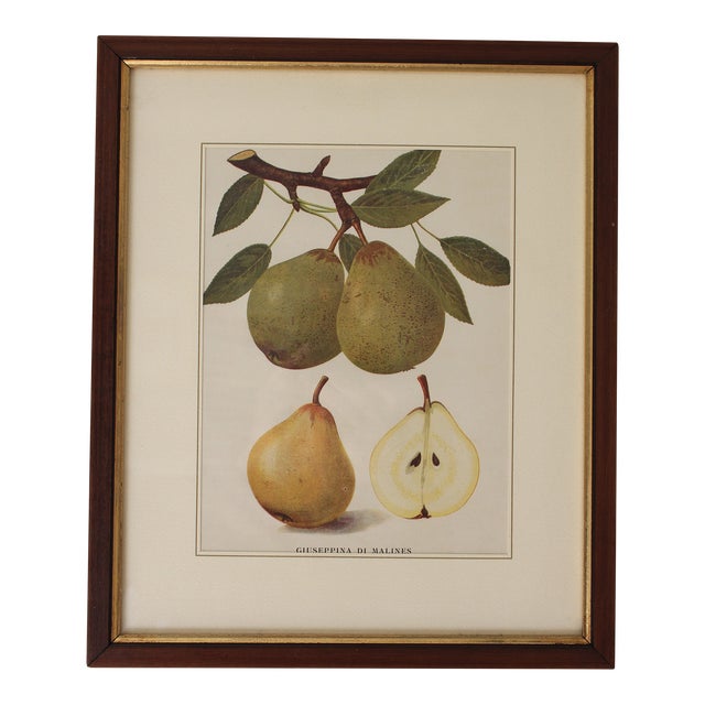 Framed Botanical Print of a Pear For Sale