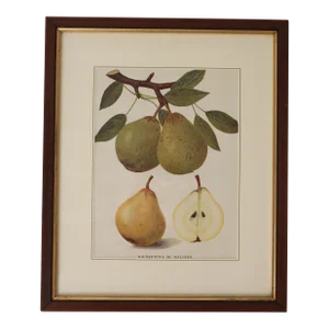 Framed Botanical Print of a Pear