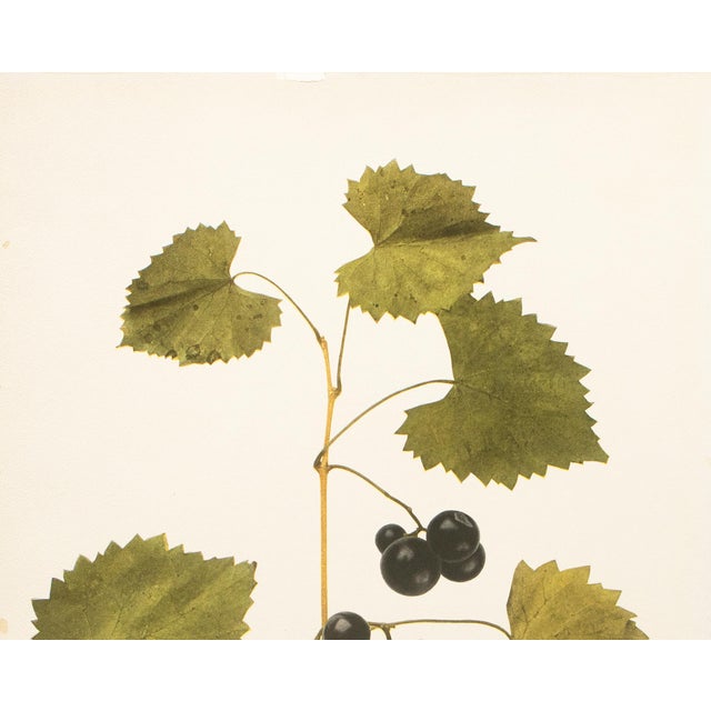 Farmhouse 1900s U. P. Hedrick, Original Antique Photogravure of James Grapes For Sale - Image 3 of 7