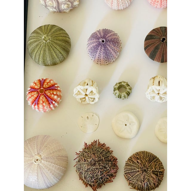 1970s Natures Beauty Sea Shell Collection For Sale - Image 4 of 6