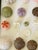 1970s Natures Beauty Sea Shell Collection For Sale - Image 4 of 6