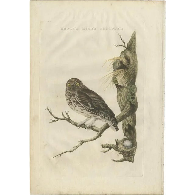 Beige Sepp & Nozeman, Little Owl, 1770, Paper For Sale - Image 8 of 8