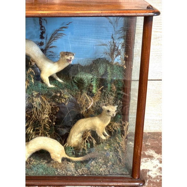 Wood Victorian Taxidermy Diorama of Five Weasels in Diorama Case, circa 1880 For Sale - Image 7 of 18