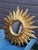 Gilt Sun Wall Mirror, 1970s For Sale - Image 4 of 9
