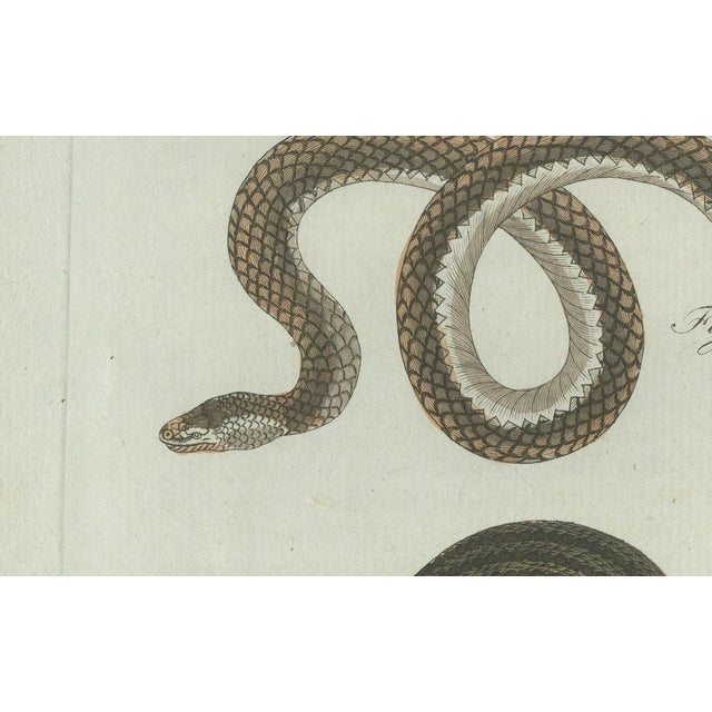Bertuch, Three European Snakes, 1802, Engraving For Sale - Image 3 of 11