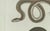Bertuch, Three European Snakes, 1802, Engraving For Sale - Image 3 of 11