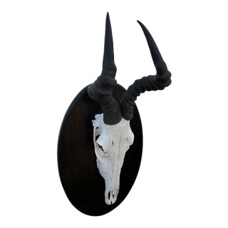 African Red Hartebeest Antelope Skull Mount Taxidermy South Africa For Sale