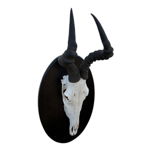 African Red Hartebeest Antelope Skull Mount Taxidermy South Africa