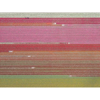 "AV_Tulip_Fields_035" Contemporary Aerial View Limited Edition Photograph by Bernhard Lang For Sale