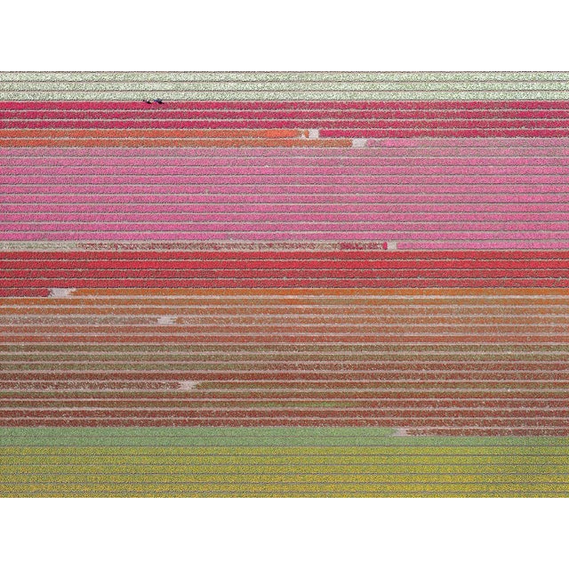 "AV_Tulip_Fields_035" Contemporary Aerial View Limited Edition Photograph by Bernhard Lang For Sale