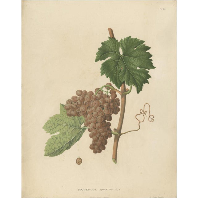 Charles Node-Saint-Ange, Piquepoul Rose Gris Grape Variety, 1890, Lithograph For Sale