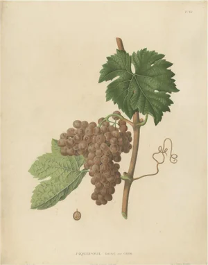 Charles Node-Saint-Ange, Piquepoul Rose Gris Grape Variety, 1890, Lithograph