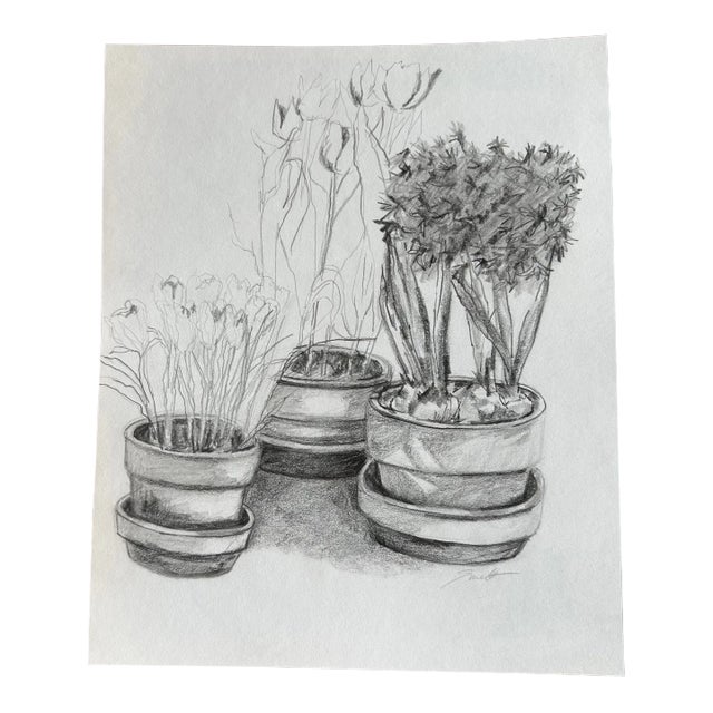 Nancy Smith Original Botanical Pencil Drawing For Sale