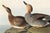 Canvas Backed Duck, Vintage Art Print Reproduction From Birds of America by John James Audubon, 60" X 40" For Sale In Buffalo - Image 6 of 10