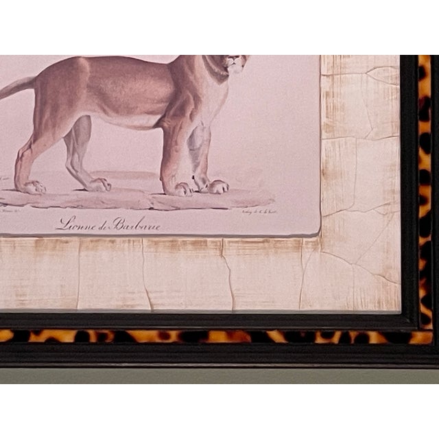 John-Richard Framed Nature Prints of a Lioness & Margay Pair Faux Tortoiseshell Wood 16x12.5 For Sale In Philadelphia - Image 6 of 18