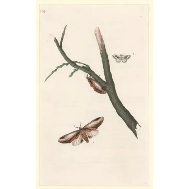 Set of 4 handcolored engravings from an early 19th century volume on the natural history of the British butterfly and...