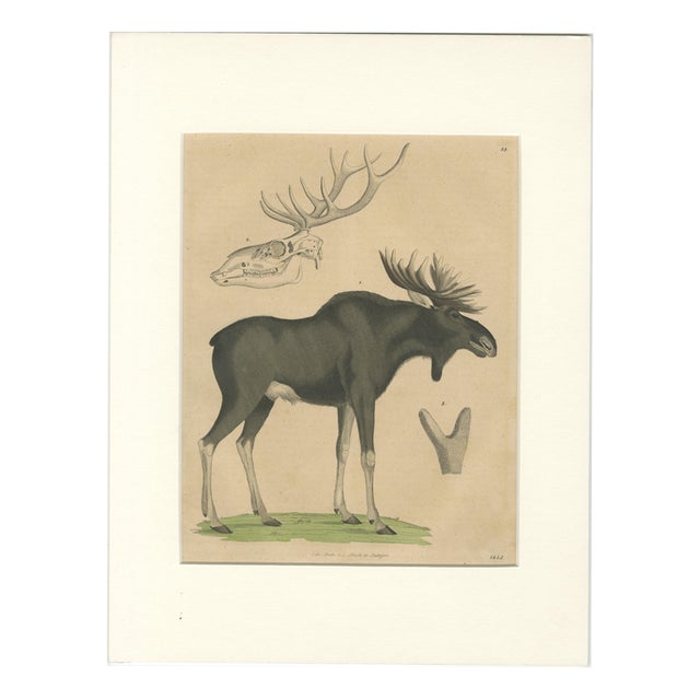 C. Schach, Moose / Eurasian Elk & Antler Anatomy, 1845, Lithograph For Sale