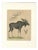 C. Schach, Moose / Eurasian Elk & Antler Anatomy, 1845, Lithograph For Sale