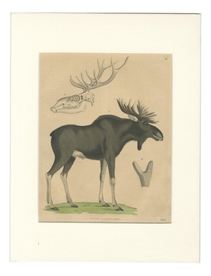 C. Schach, Moose / Eurasian Elk & Antler Anatomy, 1845, Lithograph