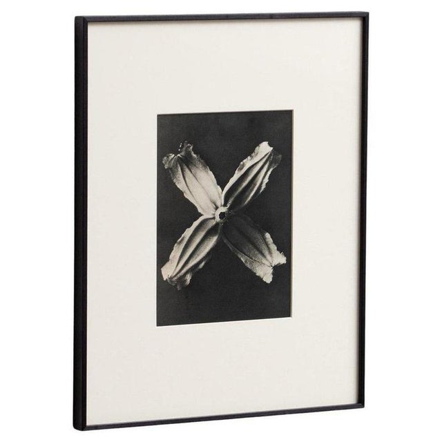 Karl Blossfeldt, Natural Grace, 1942, Photogravure, Framed For Sale - Image 12 of 13