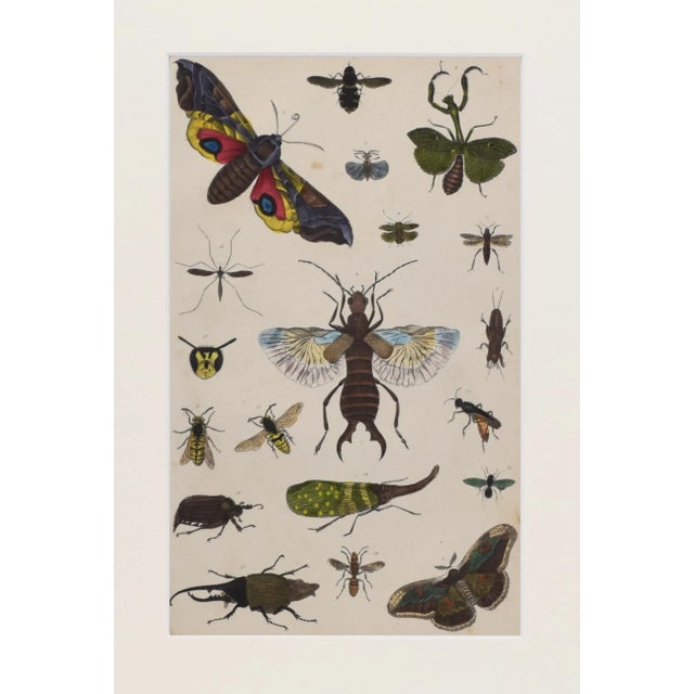 Realism 19th Century Antique English Hand Colored Entomogoical Engraving of Insects by Goldsmith For Sale - Image 3 of 5