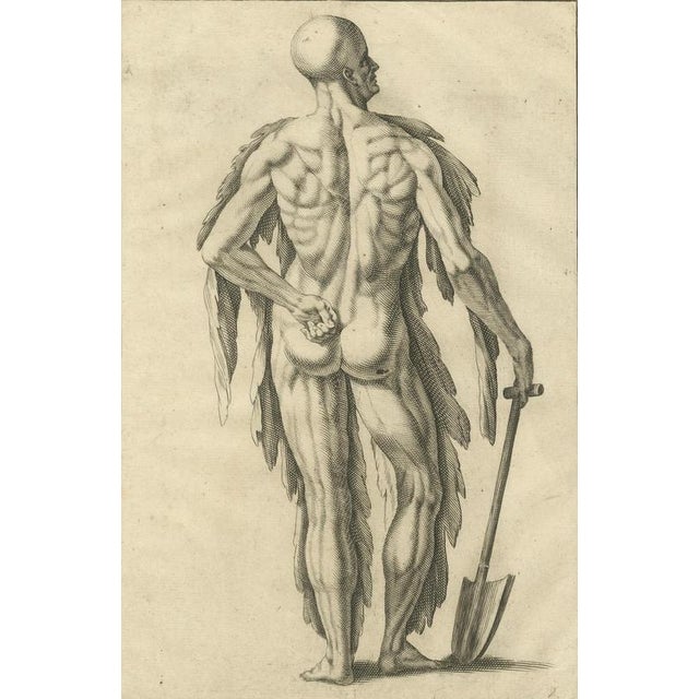 Mid 18th Century Anatomical Back Muscle Study with Shovel, 1745, Paper For Sale - Image 5 of 10