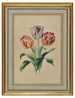 Edouard Maubert, Tulips, Etching, 19th Century