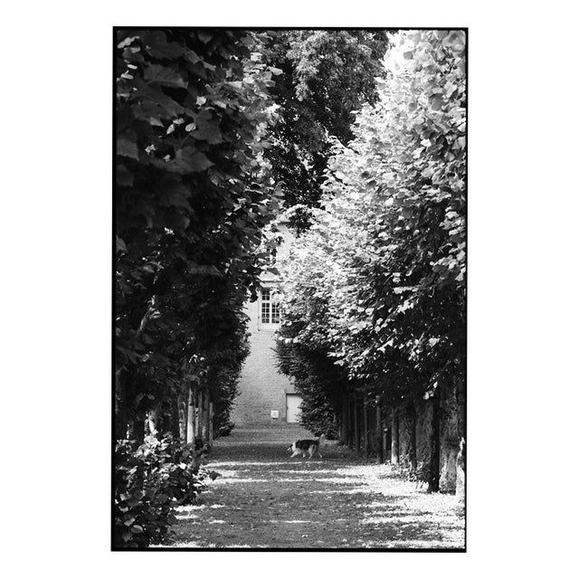 Paul Cooklin, Treeline, Edition of 50 For Sale