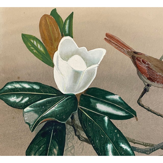 Edward von Siebold Dingle (1893-1975) "Cardinal Female and Magnolia Grandiflora" gouache on artist board, signed lower...