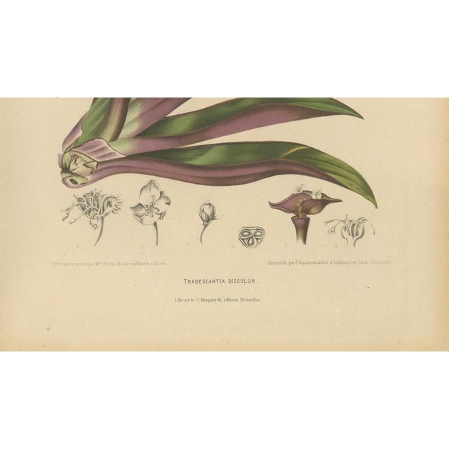 Berthe Hoola van Nooten, Oyster Plant, 1880, Chromolithograph For Sale - Image 6 of 10